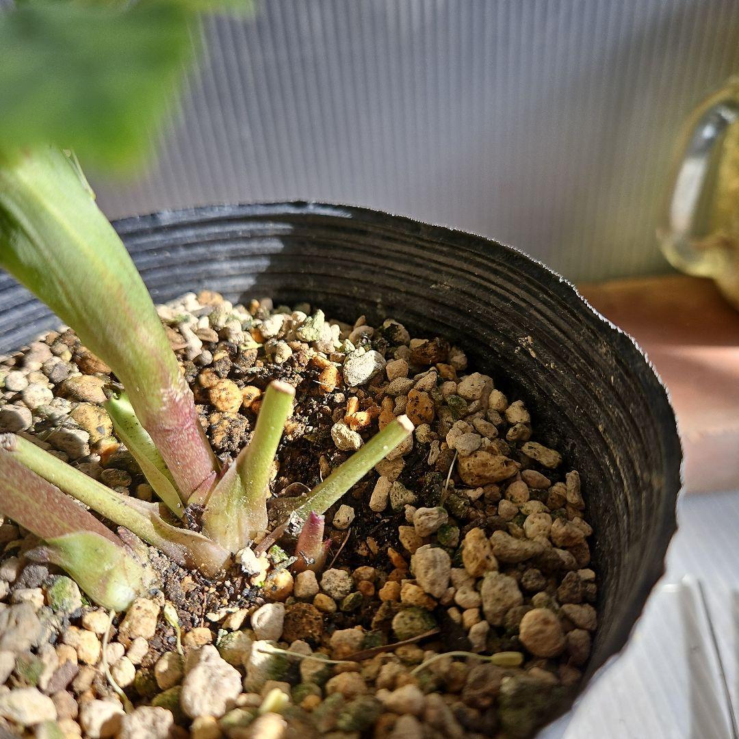 ㉖-219クリスマスローズ