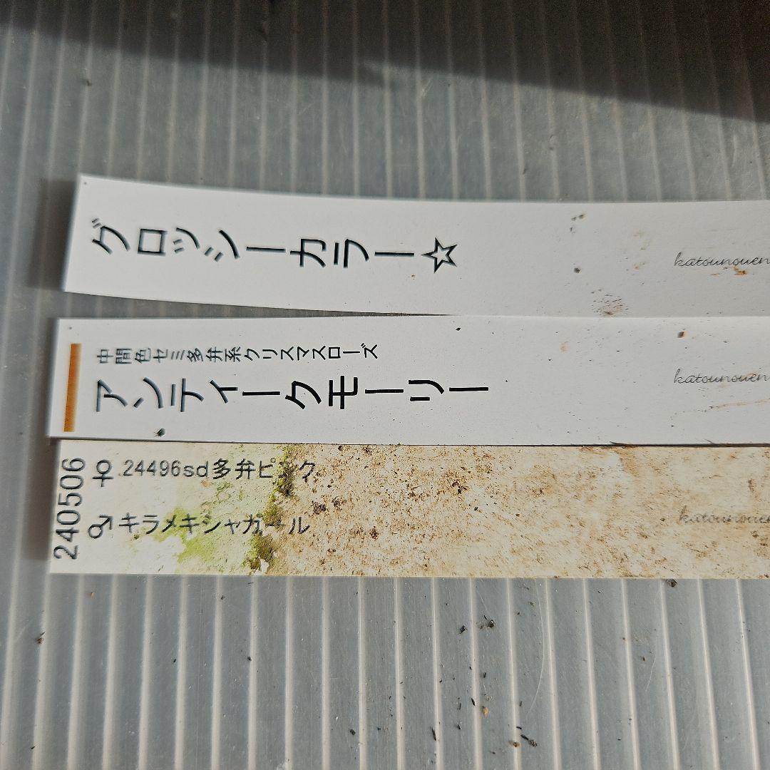 ㉖-219クリスマスローズ