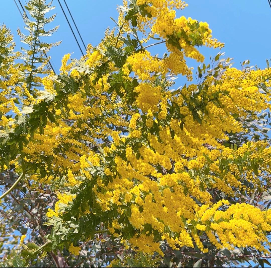 ミモザ　開花後又は蕾　8本　ミミ