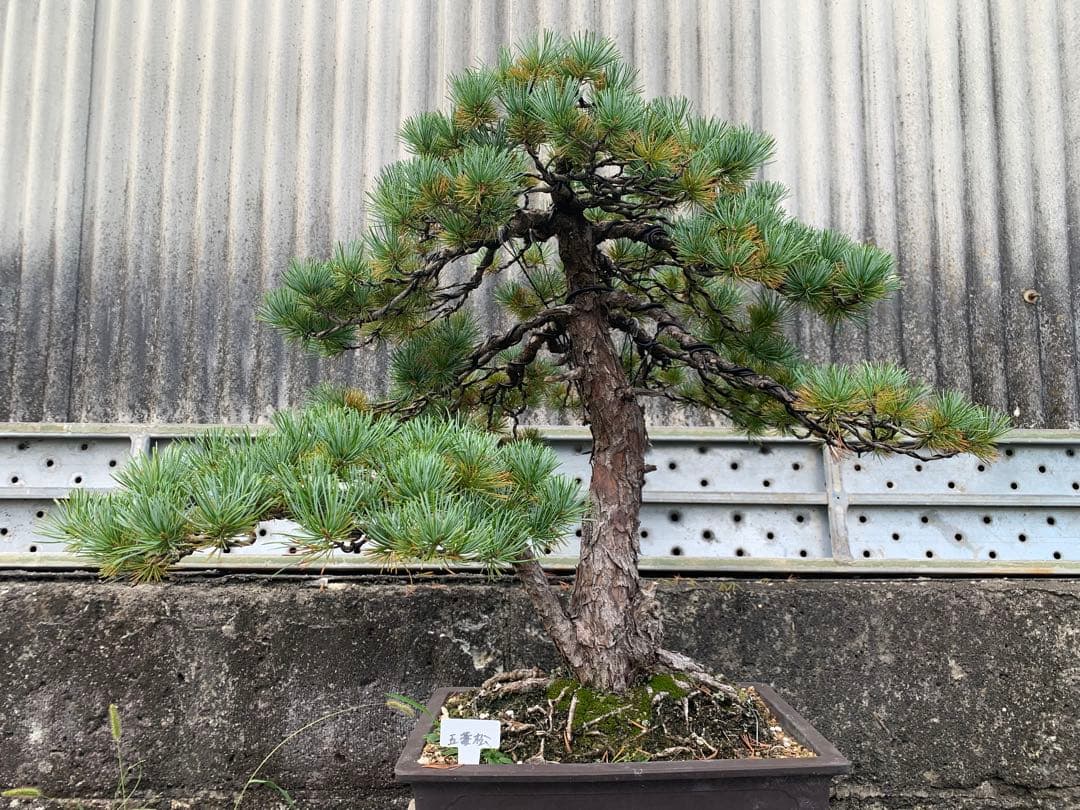 五葉松　双幹