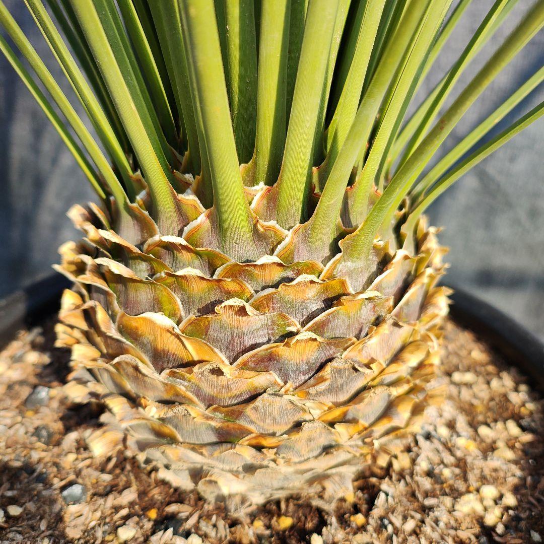 ダシリリオン　ロンギシマム