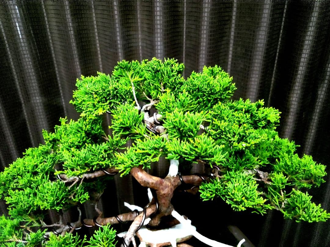 【中品　糸魚川真柏盆栽】fangking
