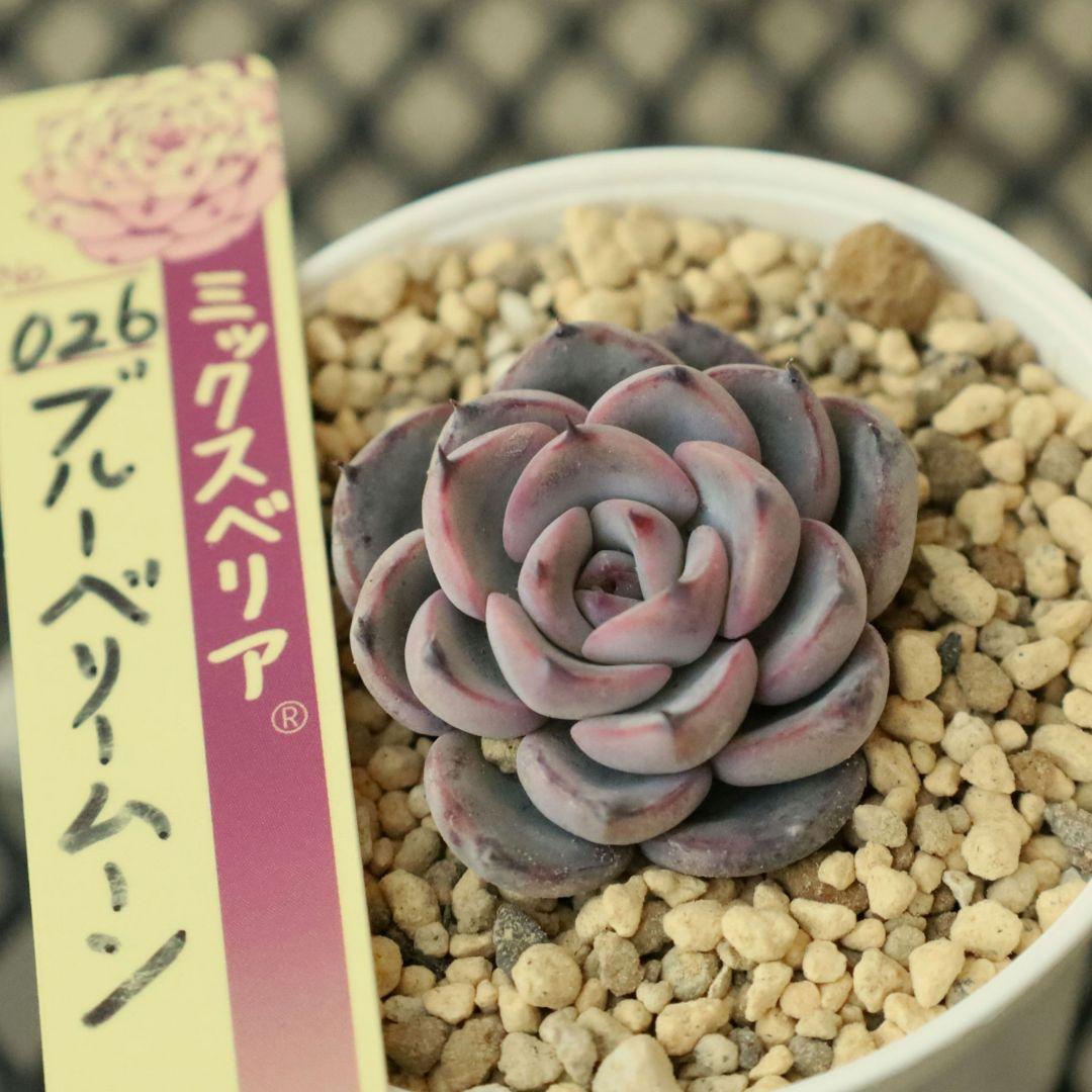 【おらいさん苗 】そわそわ、白玉美尼ほか10苗セット（多肉植物）