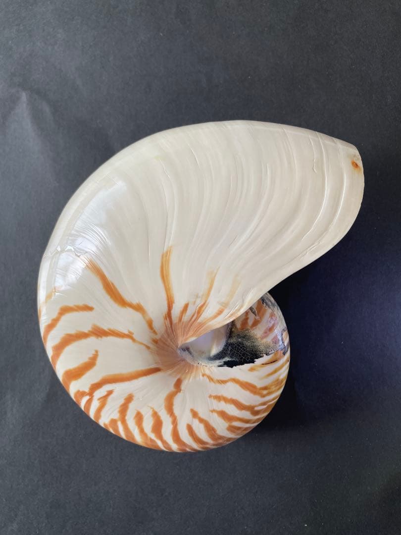【極美品】天然 貝殻 5点豪華セット（オウムガイ・ホネガイ・シノマキガイ他）