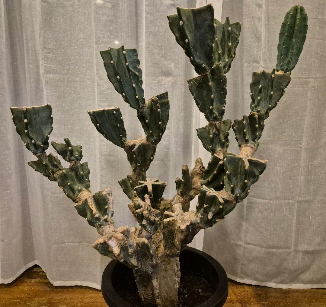 柱サボテン ブランチ 古木仕立て ハシラサボテン　鬼面角　キメンカク　10号鉢