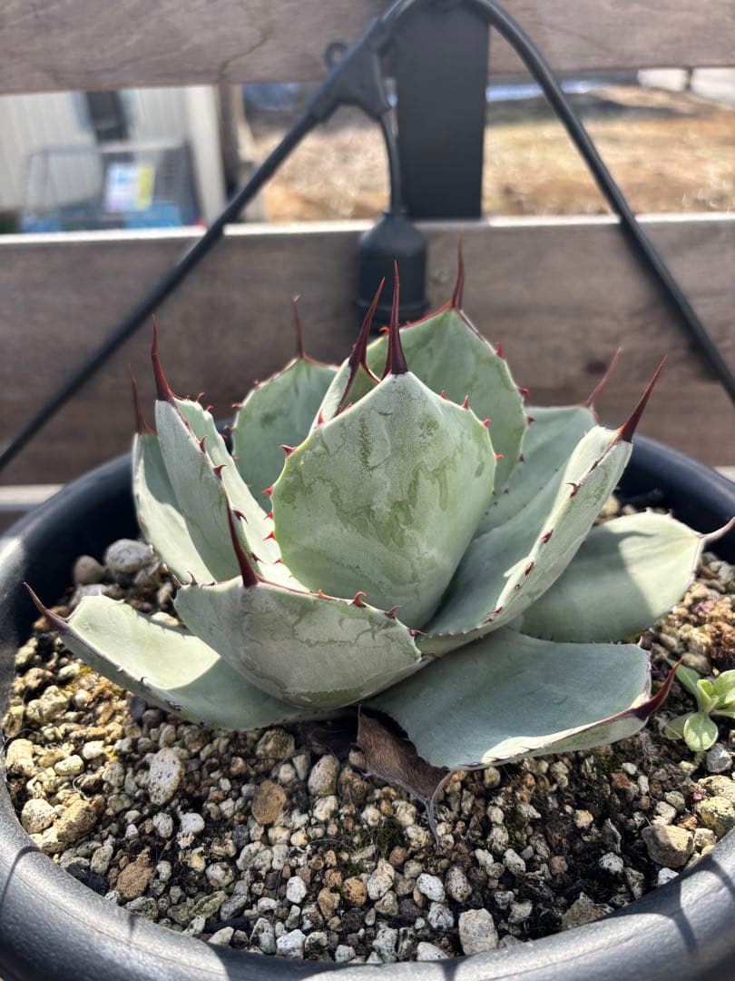 アガベ　パリートランカータ　丸葉　C