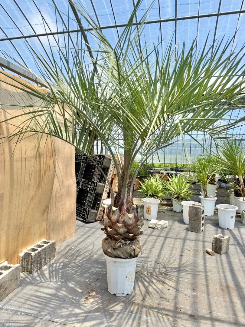 ココスヤシシルバーリーフ【極太】葉先 180cm幹回り105cm 幹高40cm