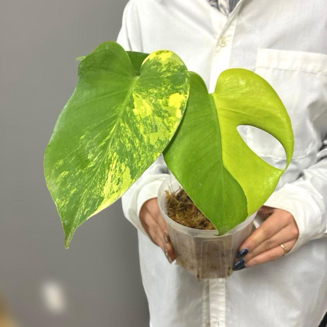 超絶希少❗️モンステラ　デリシオーサ　ポンポン✨