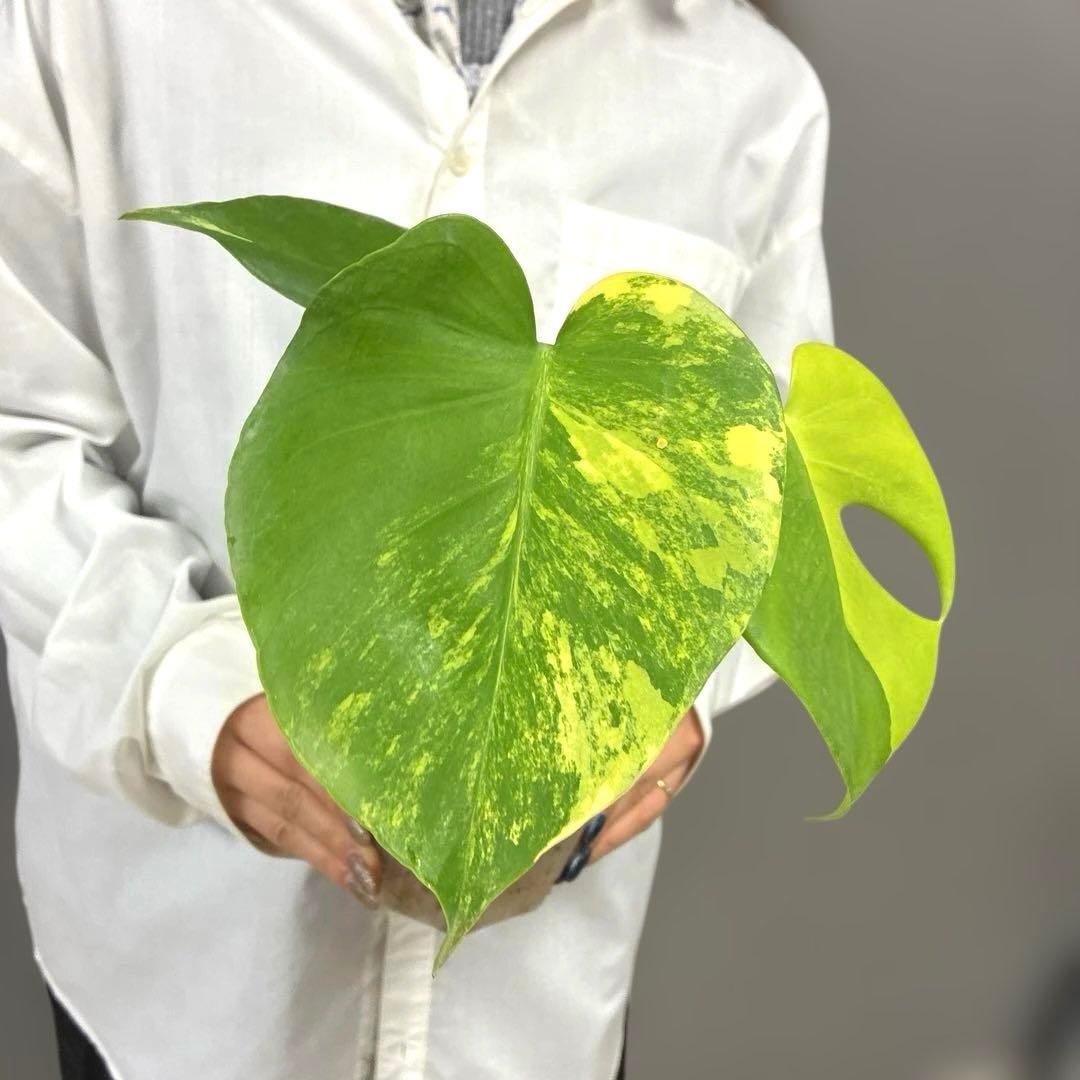 超絶希少❗️モンステラ　デリシオーサ　ポンポン✨