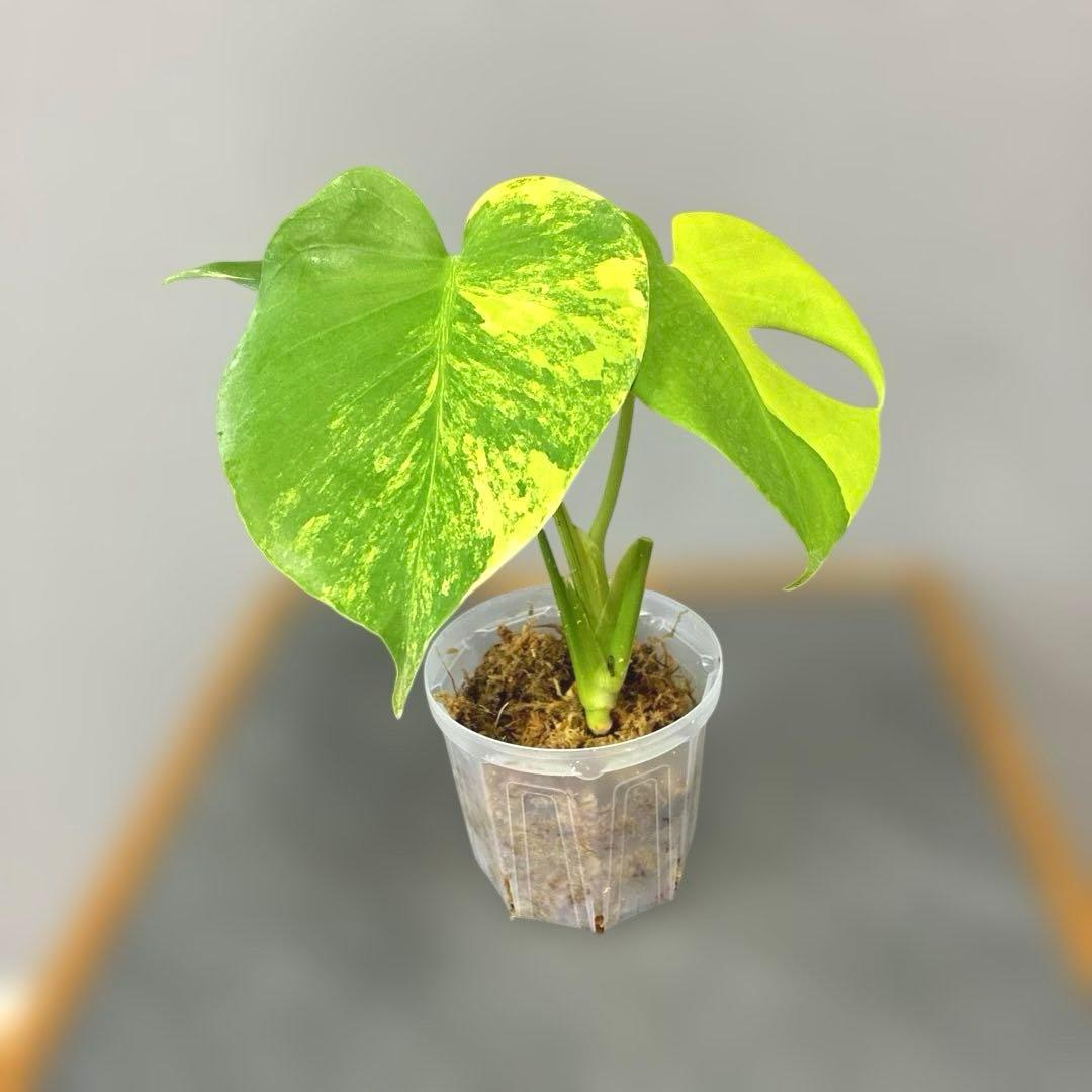 超絶希少❗️モンステラ　デリシオーサ　ポンポン✨