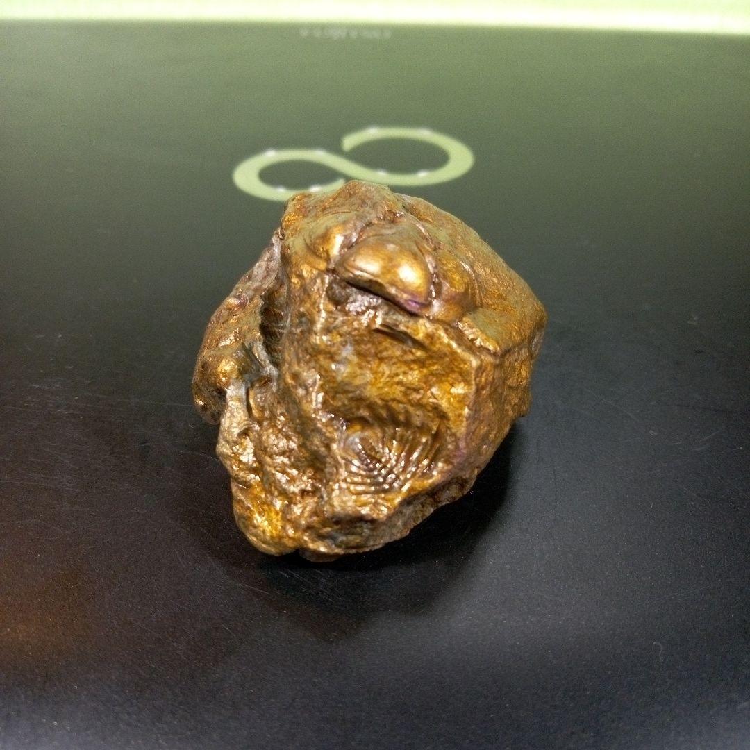 三葉虫　化石　fossil　ボリビア産　レア　Fossil管理④