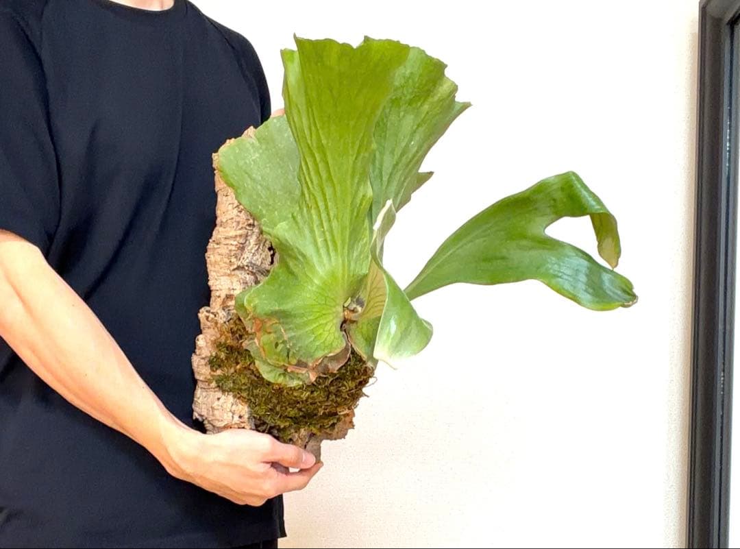 ビカクシダ　ステマリア　コルク付け　大サイズ5