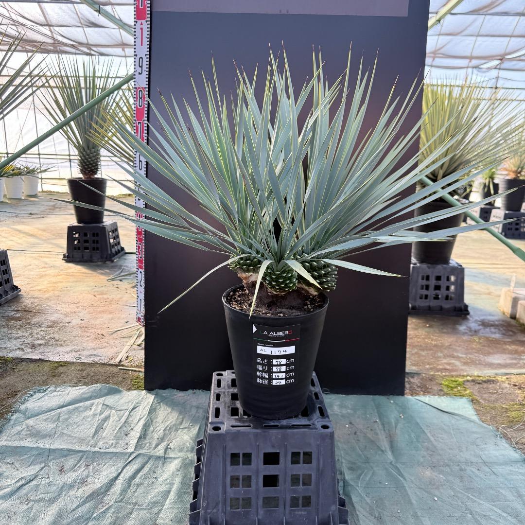 【AL1174】ユッカ　ロストラータ　トリプルヘッド