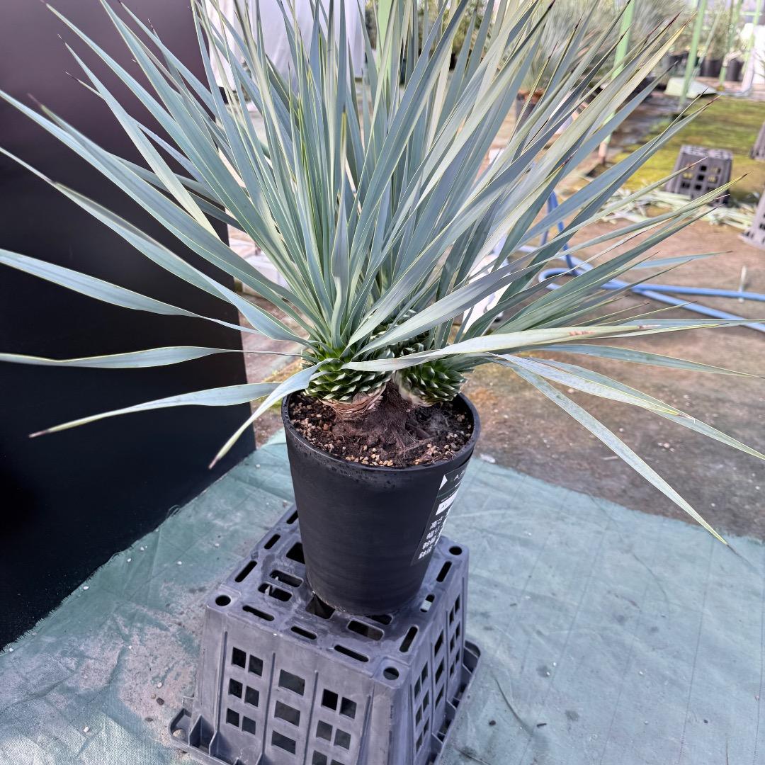 【AL1174】ユッカ　ロストラータ　トリプルヘッド