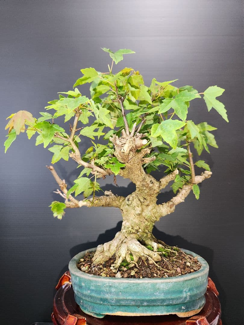 楓 かえで 楓盆栽 楓盆栽 小品盆栽 足元極太