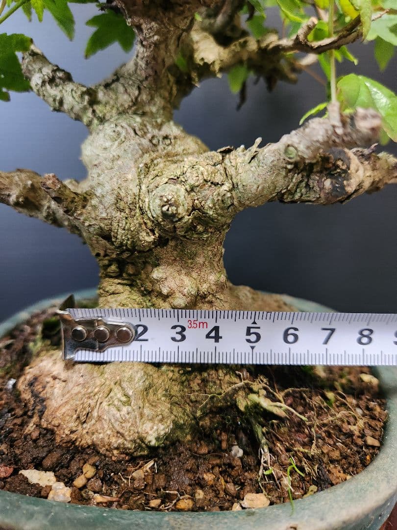 楓 かえで 楓盆栽 楓盆栽 小品盆栽 足元極太