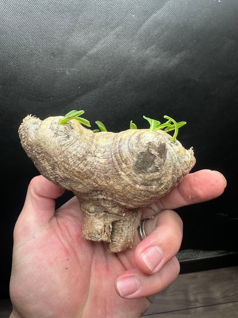 【パキポディウム_ブレビカウレ】恵比寿笑 現地球 40