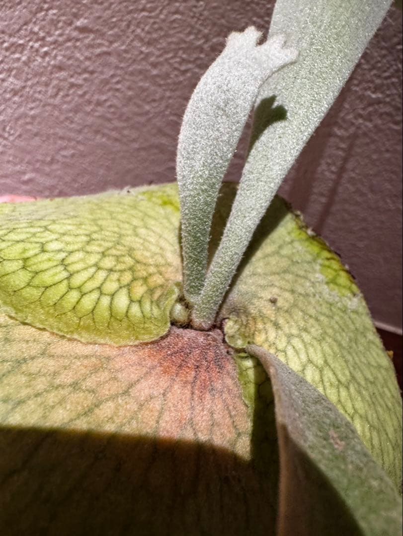 ビカクシダ　willinckii omega