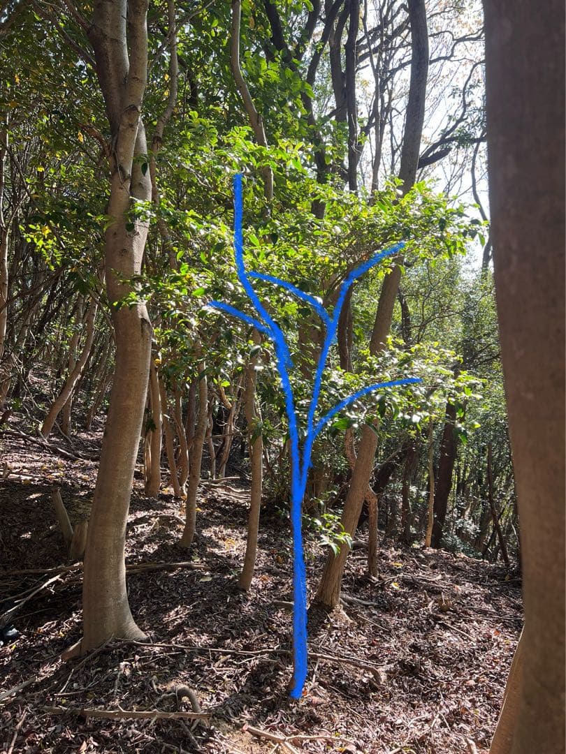 現品　ヒサカキ　ビシャコ　姫榊　特大苗　極上　2mほど　山採り 自然樹形