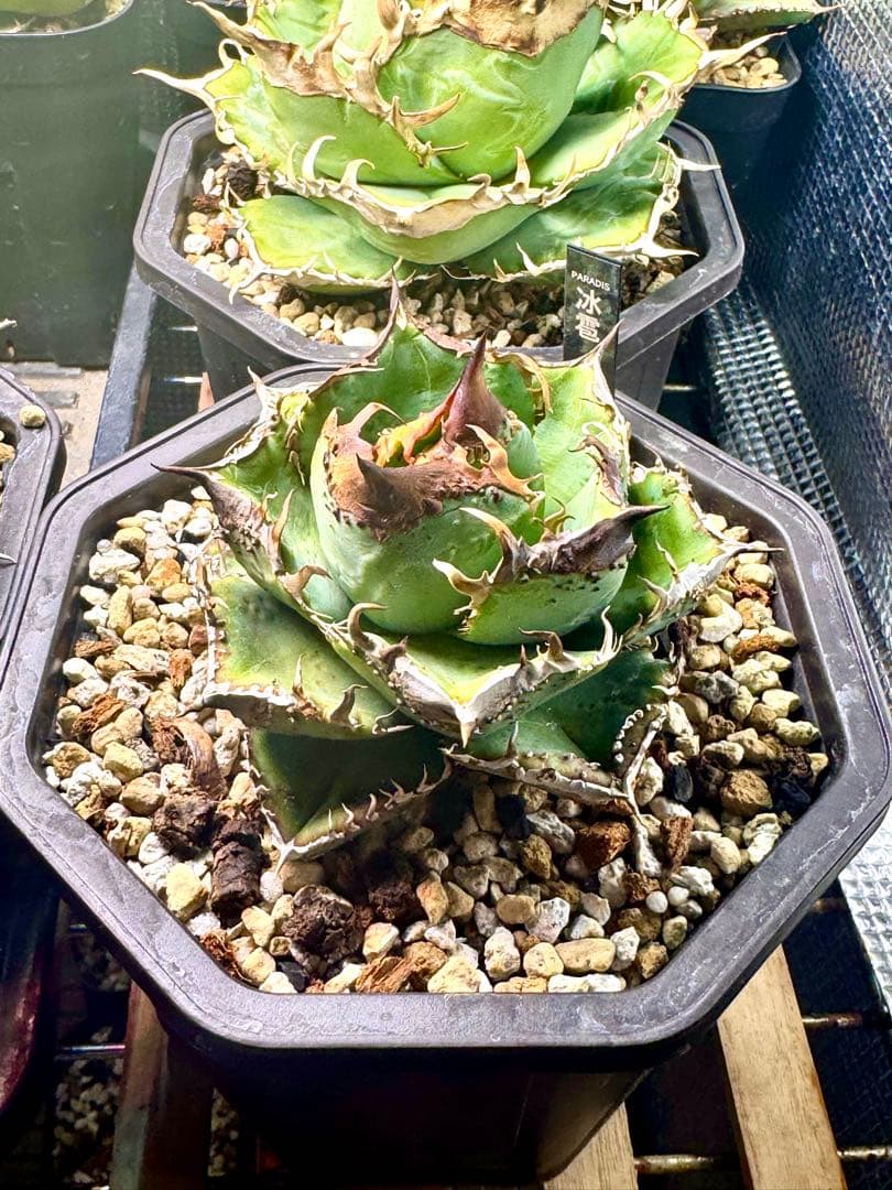 冰雹（ヒョウ）　アガベ