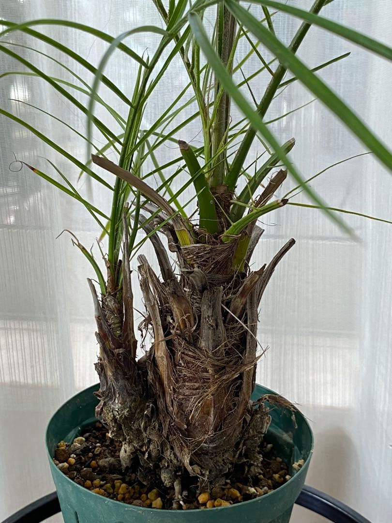 世にも珍しい⁉️ フェニックスロベレニー✨✨