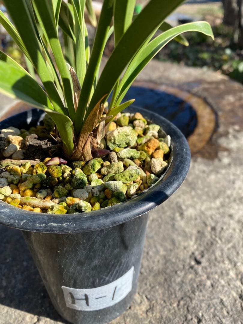 花芽付きキンリョウヘン 日本蜜蜂の蜜蝋サービス