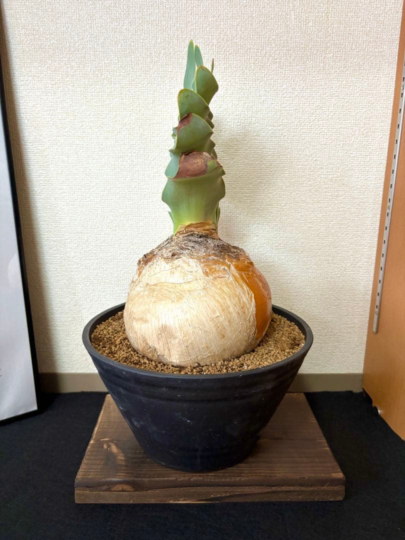 超大型現地株　ブーファンハエマンソイデス