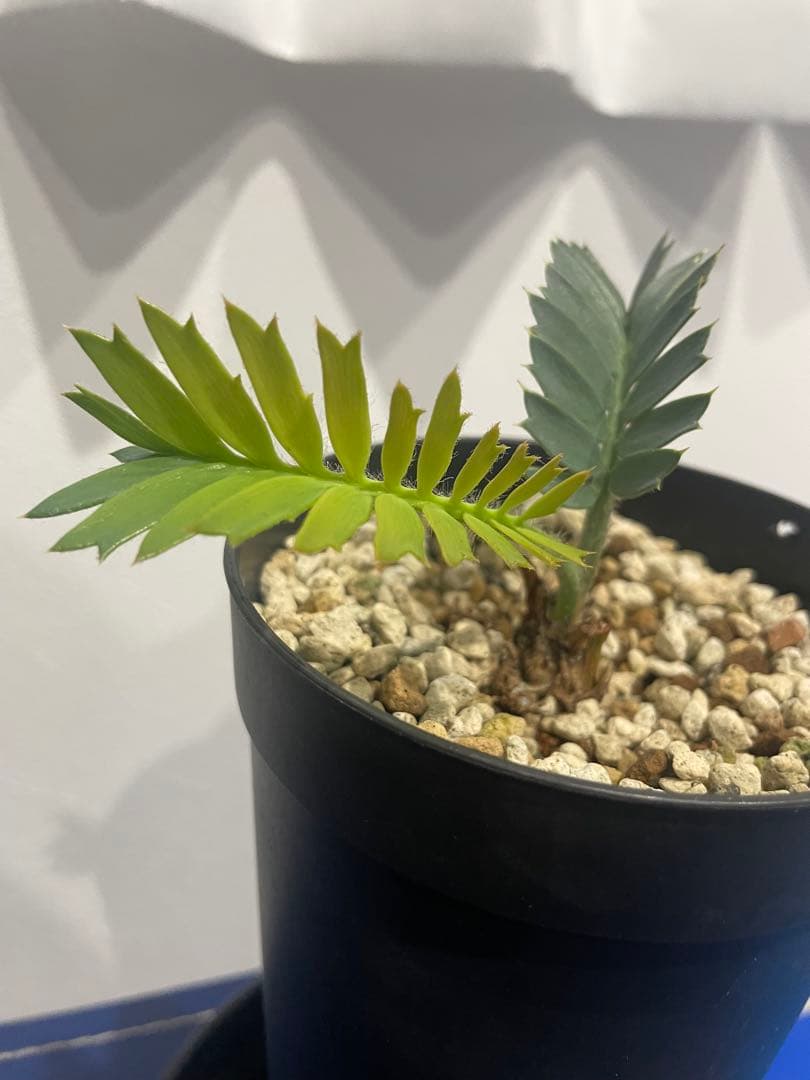 パキプーエンセファラルトス　ホリダス