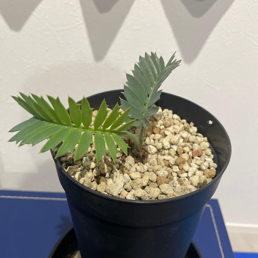 パキプーエンセファラルトス　ホリダス