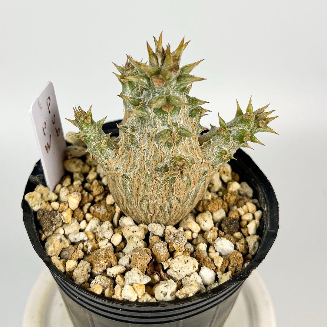 パキポディウム・ウィンゾリー 実生1