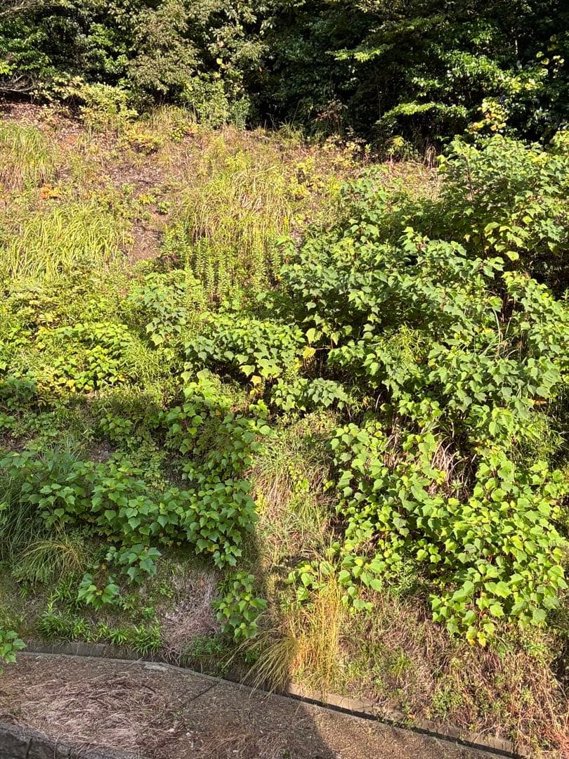 【24時間値下げ】Apple iPhone 15 128GB本体(箱付き）