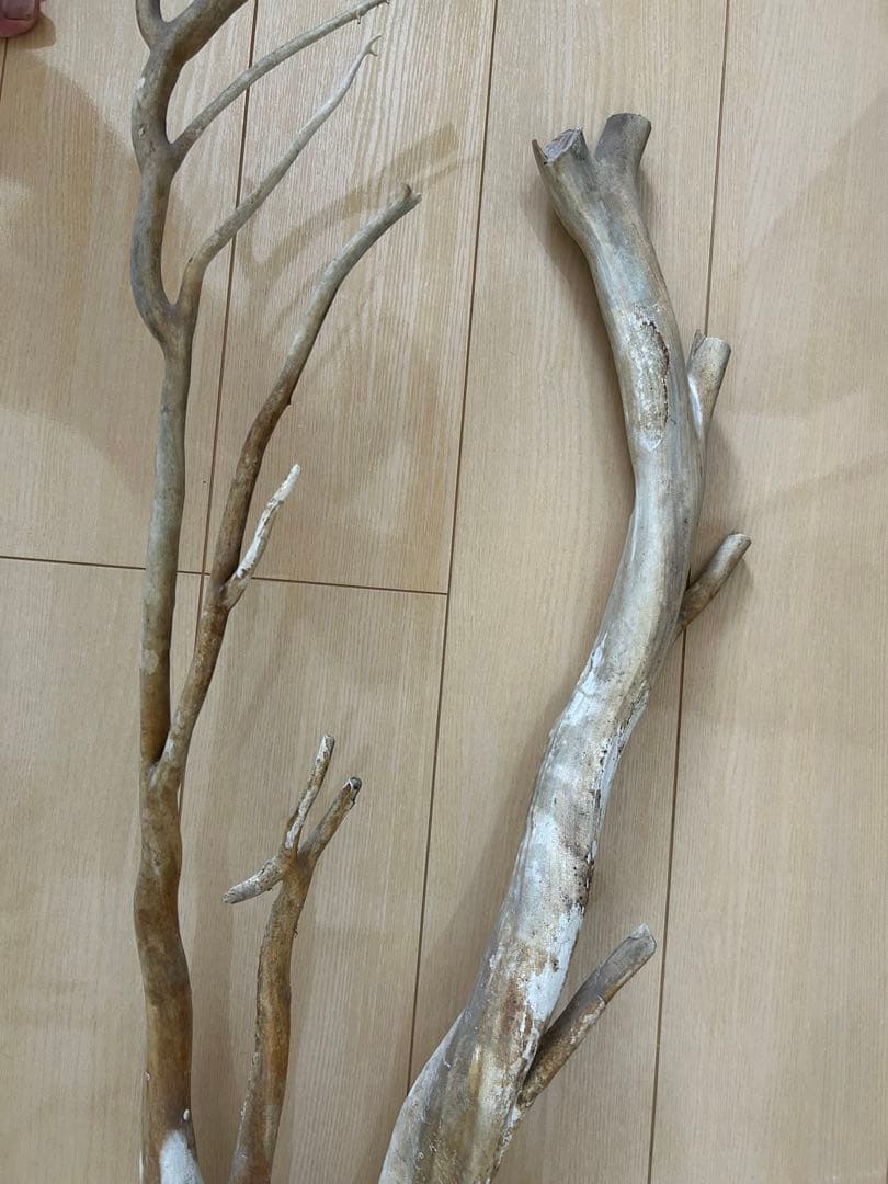 珊瑚　深海松 レインボーコーラル 原木 希少