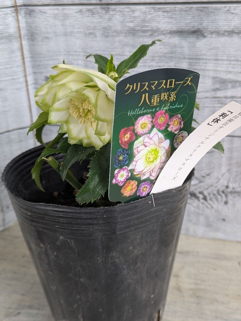 【現品・ポットまま発送】超希少　曽田園芸クリスマスローズ 利休①