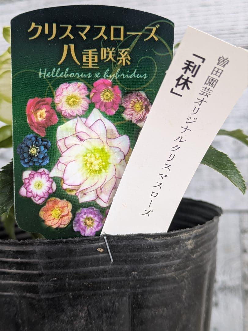 【現品・ポットまま発送】超希少　曽田園芸クリスマスローズ 利休①