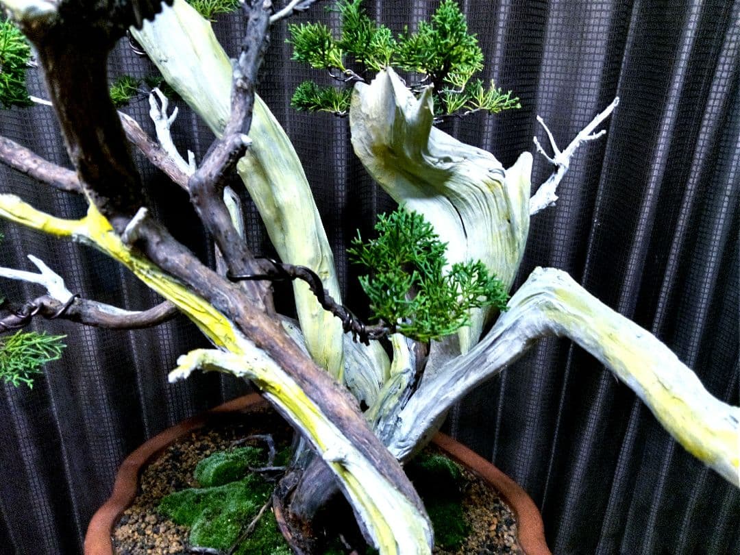 【大品 糸魚川真柏盆栽】　　　　　　　　　 ⭕お見事⁉️ 創作TANUKI❗