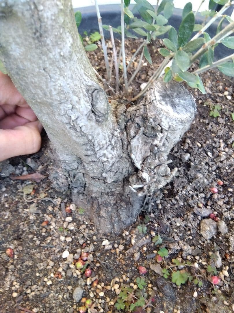 オリーブ　盆栽　古木　オールド株　セントキャサリン　12号鉢つき　さ