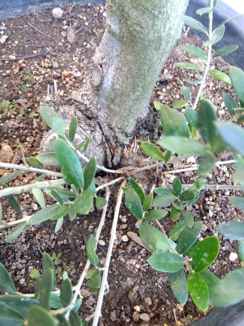 オリーブ　盆栽　古木　オールド株　セントキャサリン　12号鉢つき　さ