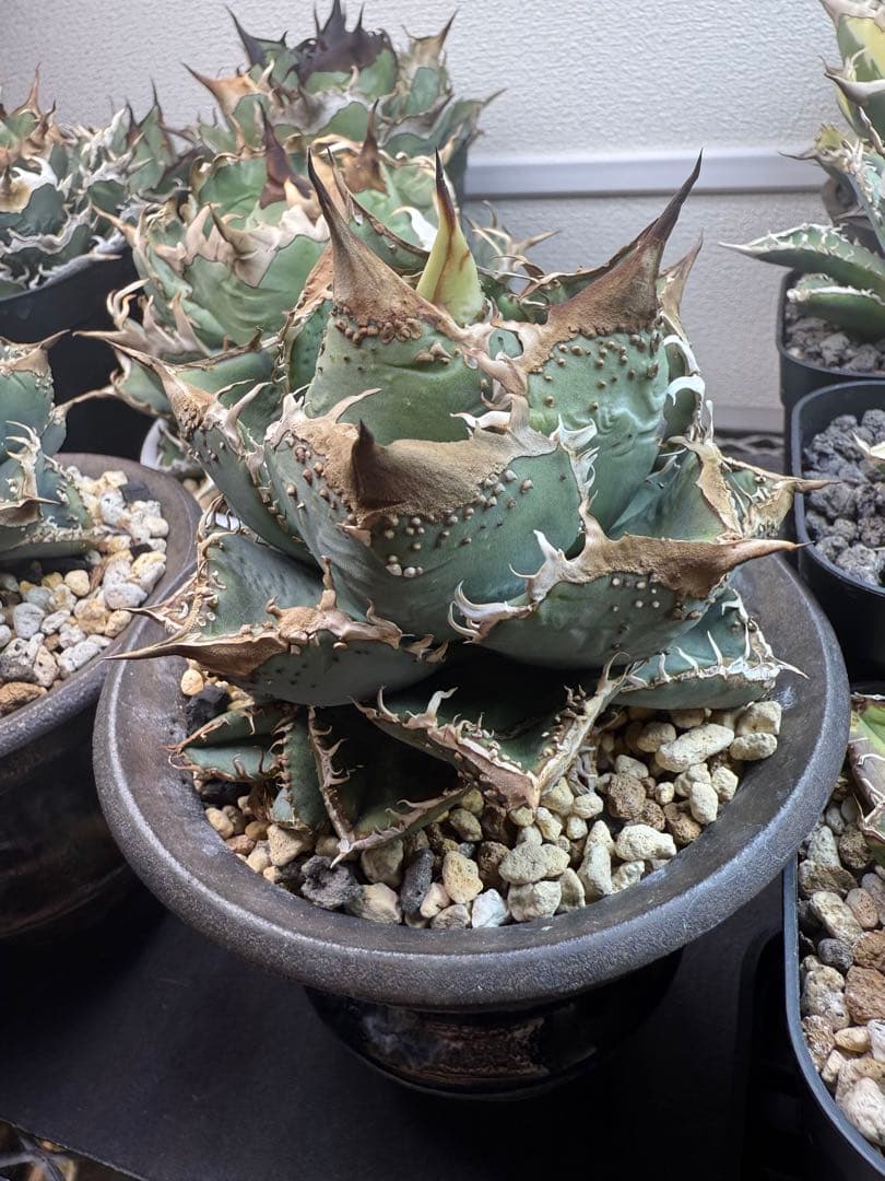 アガベ チタノタ 麻花龍 子株