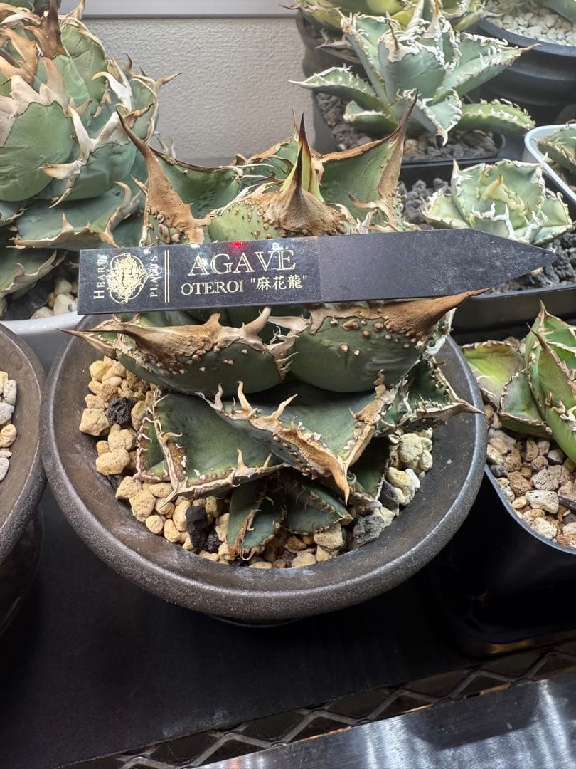 アガベ チタノタ 麻花龍 子株