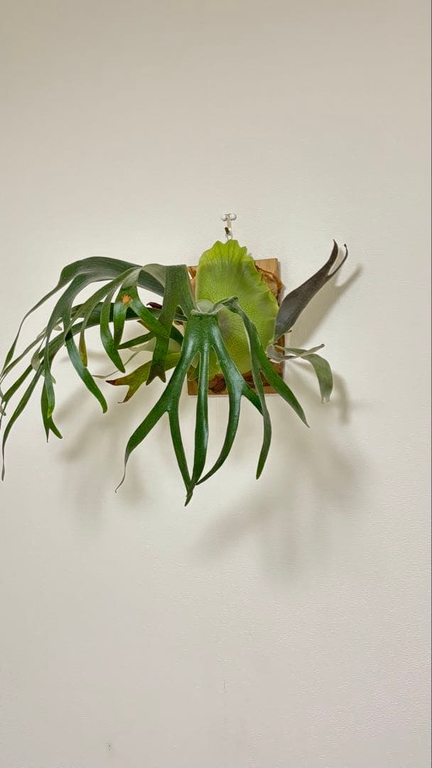 ビカクシダ　jibjib