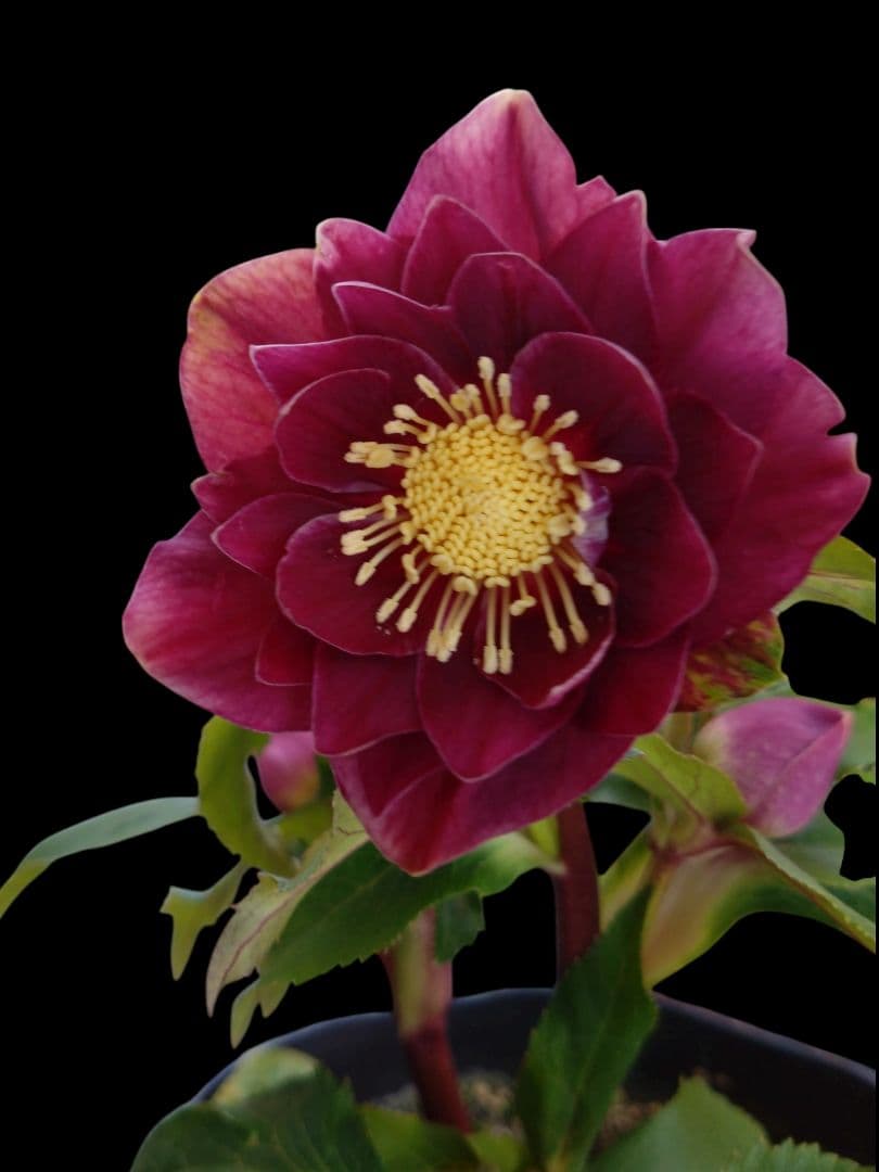 クリスマスローズ　濃深レッド　紅