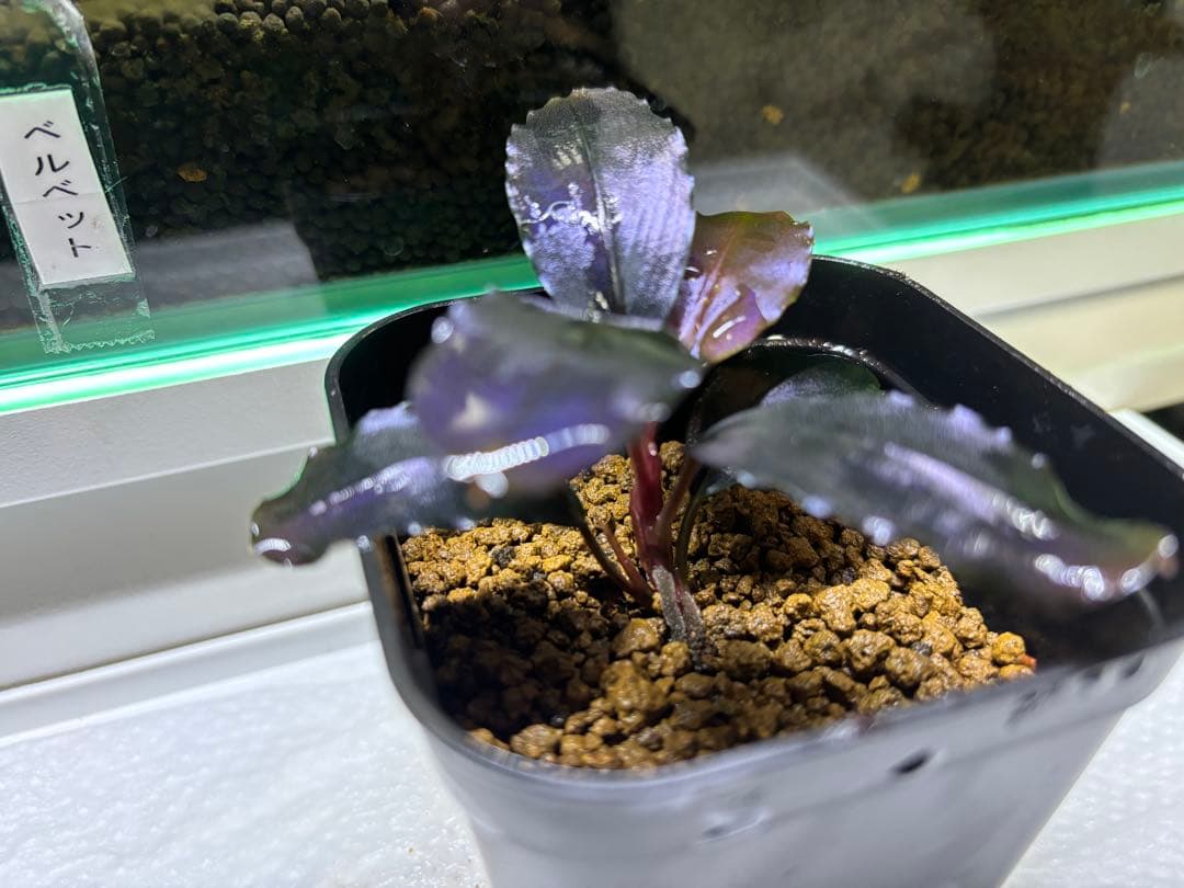 水草 Bucephalandra sp. theia blue