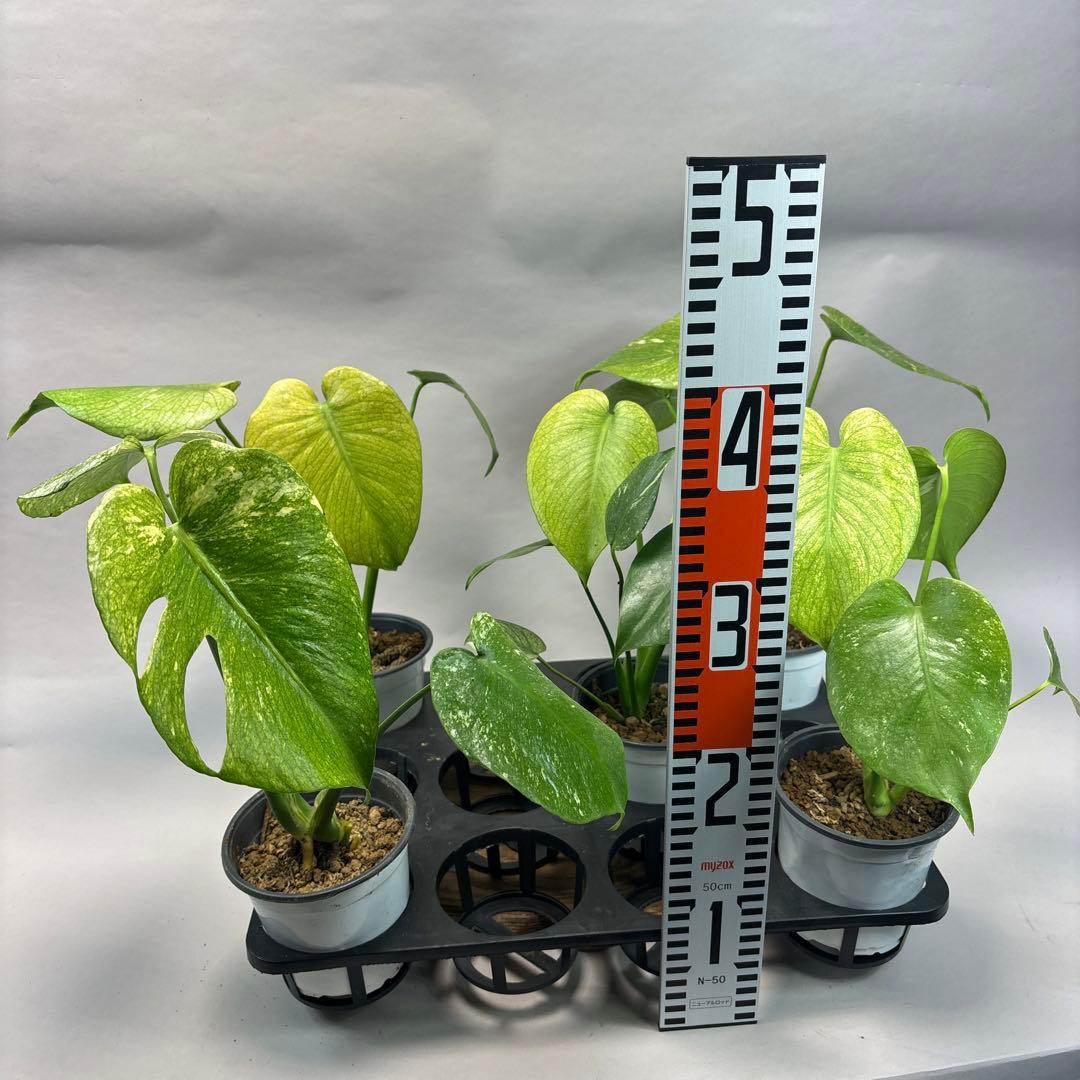 5株セットms116【特別選抜】ホワイトモンスター／天津蘭 モンステラ斑入り