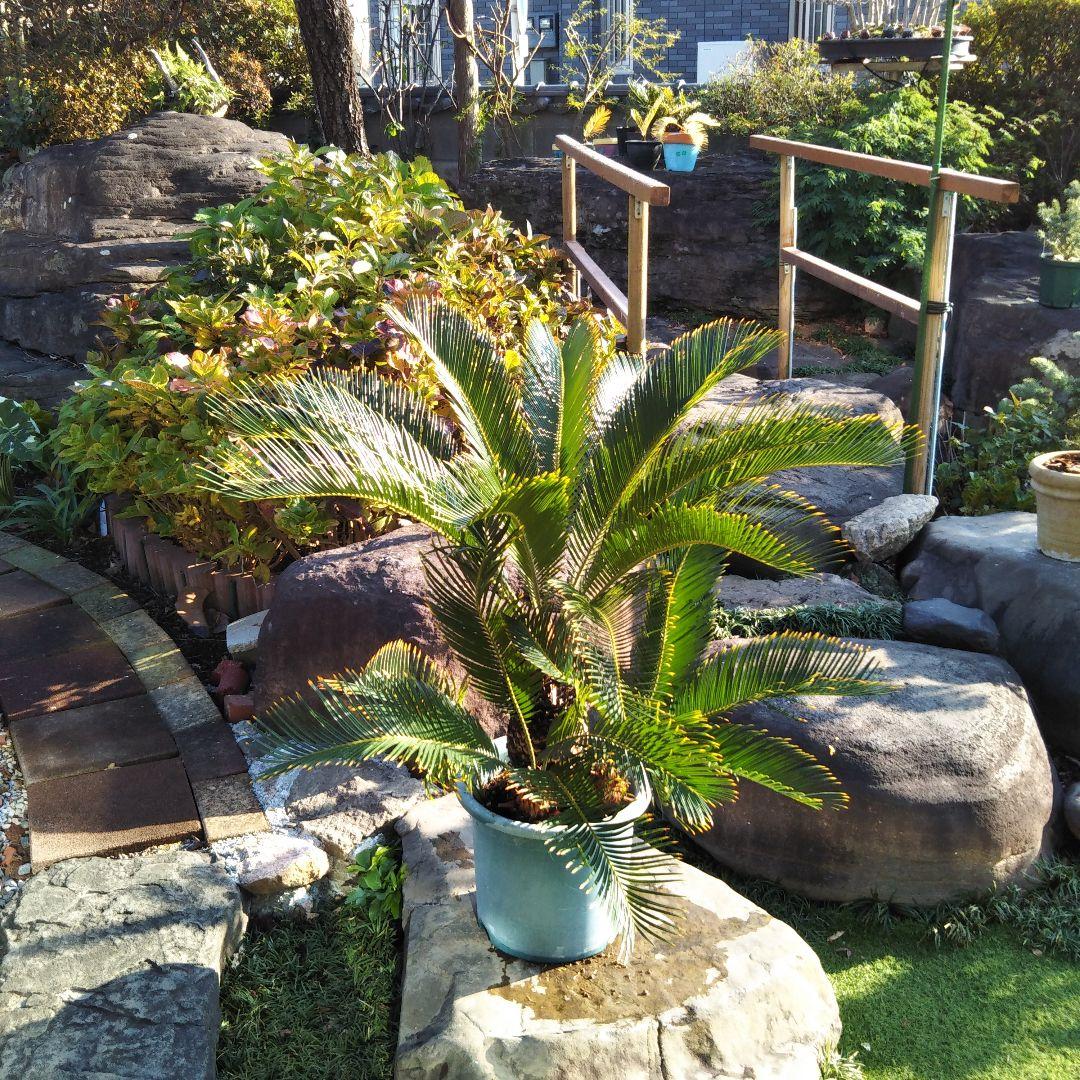 金環ソテツ （黄金ソテツ)