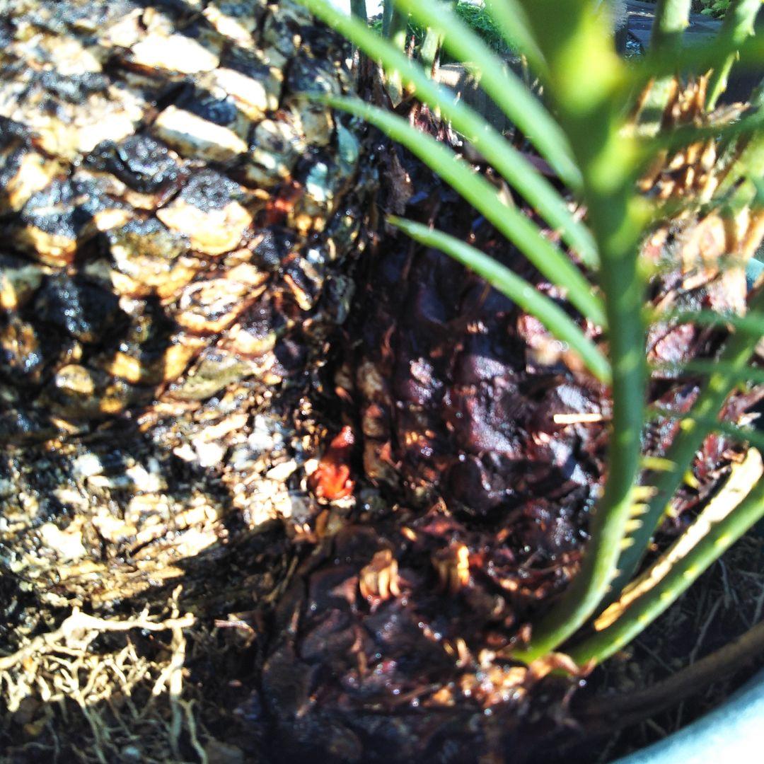 金環ソテツ （黄金ソテツ)