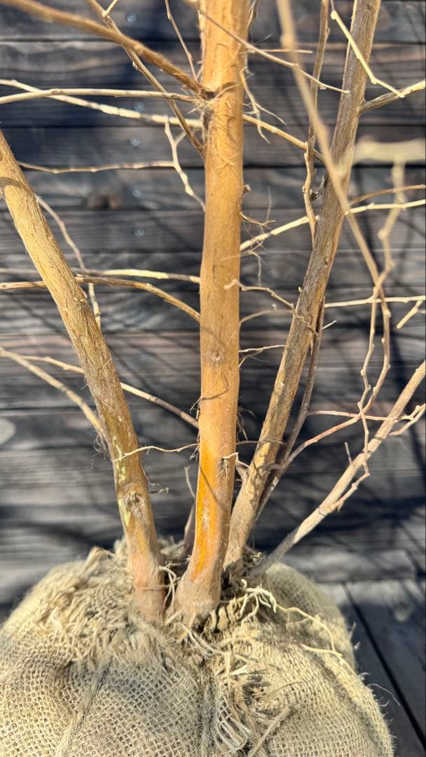 エゴノキ/株立ち【現品発送】管理80023