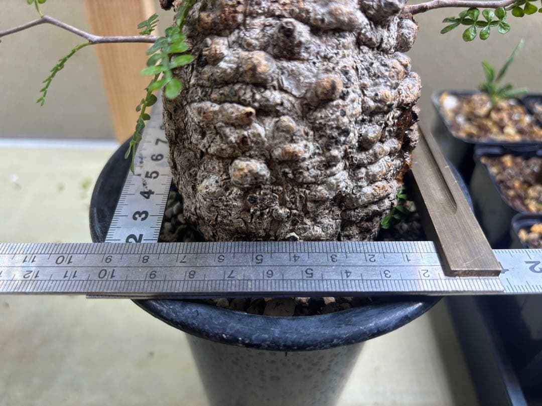 オペルクリカリアパキプス　現地　現地球　発根済み