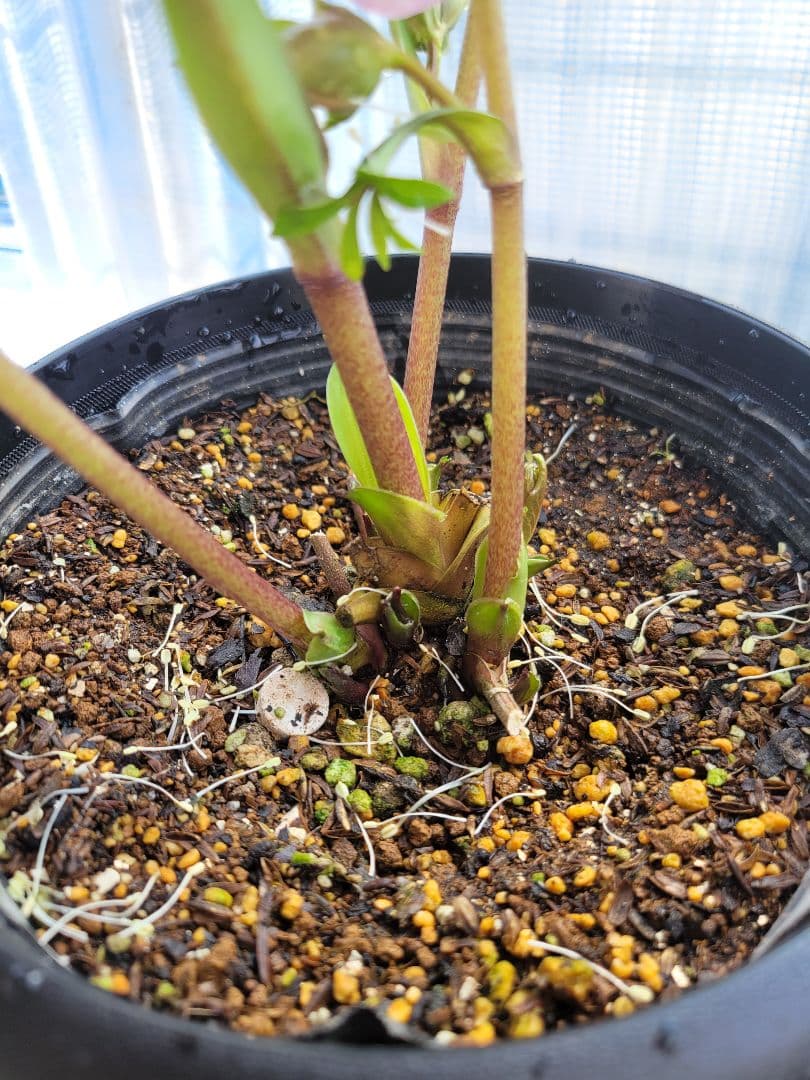 広瀬園芸　クリスマスローズ　ピンクダブル