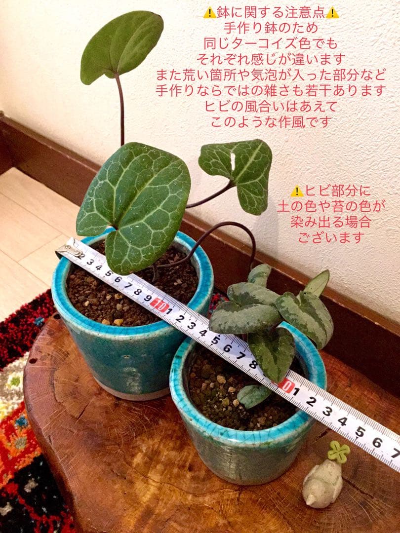 【希少植物＊天然＊野生の美しいカンアオイ＊寒葵＊模様は2種類】亀甲斑入り