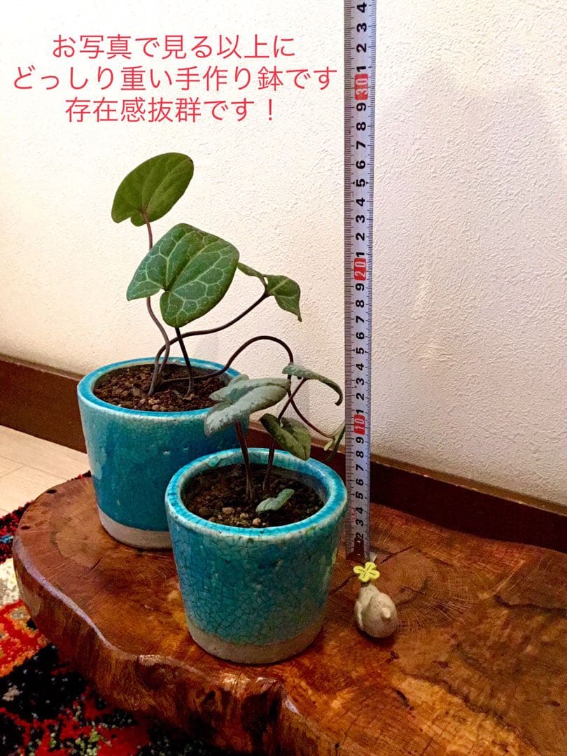 【希少植物＊天然＊野生の美しいカンアオイ＊寒葵＊模様は2種類】亀甲斑入り